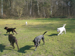 Hundeschulen in Hamburg. 